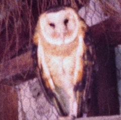 Tyto longimembris