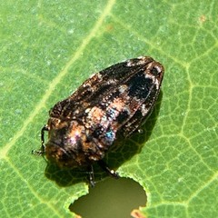 Brachys ovatus