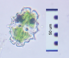 Euastrum divaricatum