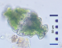 Euastrum ampullaceum