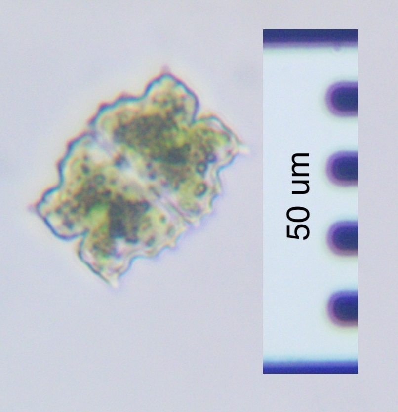 Euastrum pseudocoralloides