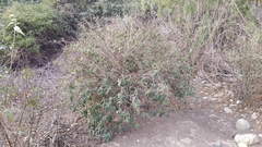 Cestrum parqui