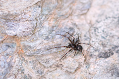 Lepthyphantes