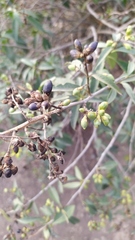 Cestrum parqui