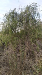 Maytenus boaria