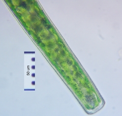 Pleurotaenium trabecula