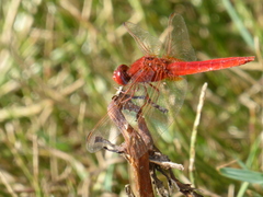 Crocothemis erythraea
