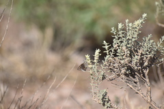Cogia hippalus hippalus