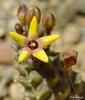 Pectinaria - Photo (c) Martin Heigan, some rights reserved (CC BY-NC-ND)