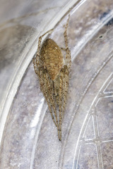 Larinia lineata