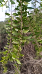 Maytenus boaria