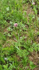 Traunsteinera globosa