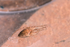Larinia lineata