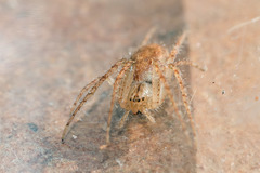 Larinia lineata