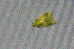 Cenopis diluticostana