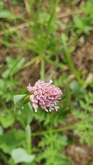 Traunsteinera globosa