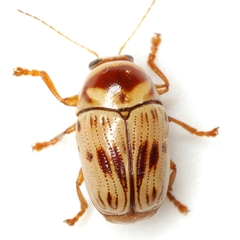 Cryptocephalus mutabilis