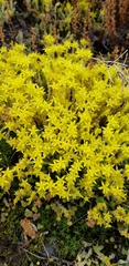 Sedum acre