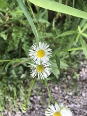Asteraceae