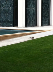 Sciurus carolinensis