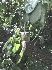 Callirhytis quercusbatatoides