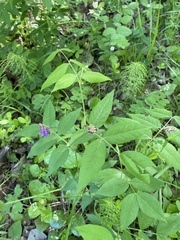 Vicia venosa baicalensis