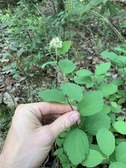 Spiraea corymbosa