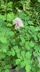 Thalictrum aquilegiifolium