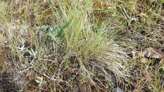 Festuca roemeri