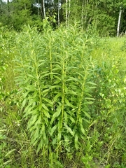 Solidago canadensis