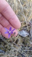 Brodiaea rosea rosea