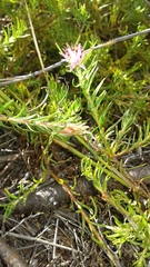 Diastella proteoides