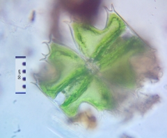 Micrasterias depauperata