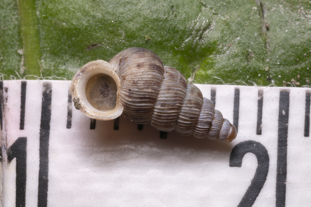 Cochlostoma septemspirale septemspirale
