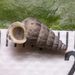 Cochlostoma septemspirale - Photo (c) Eleftherios Katsillis,  זכויות יוצרים חלקיות (CC BY), uploaded by Eleftherios Katsillis