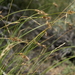 Carex occidentalis - Photo (c) Jim Morefield, algunos derechos reservados (CC BY)