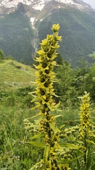 Veratrum lobelianum