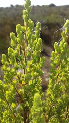 Cliffortia polygonifolia