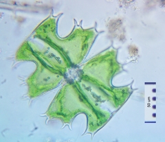 Micrasterias depauperata