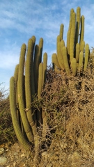 Trichocereus chiloensis chiloensis