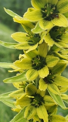 Veratrum lobelianum