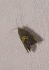 Grapholita tristrigana