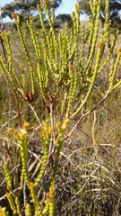 Diosma oppositifolia