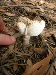 Amanita marmorata
