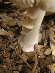 Amanita marmorata