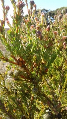 Leucadendron levisanus