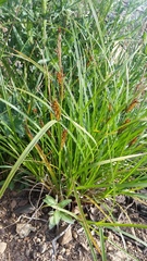 Carex exsiccata