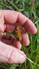 Carex exsiccata