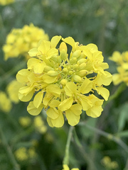 Brassiceae