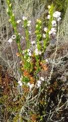 Erica margaritacea